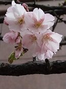 画像: 桜