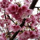 画像: 八重桜